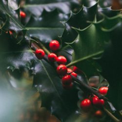THE ``HOLLY`` FAMILY