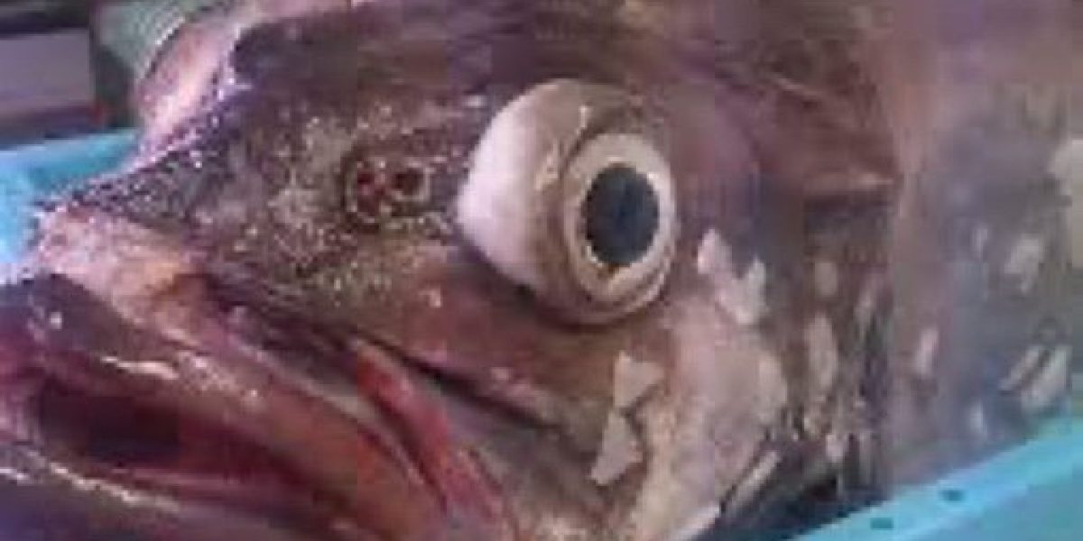 pescado mario delgado_large