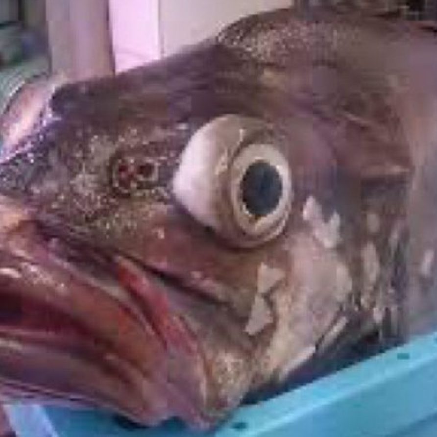 pescado mario delgado_large