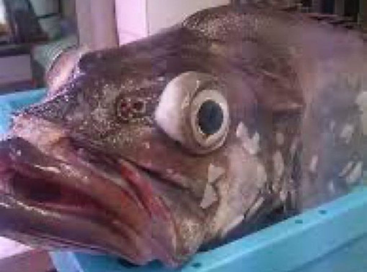 pescado mario delgado_large