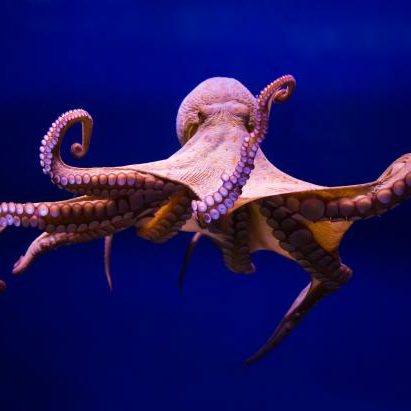 Octopus
