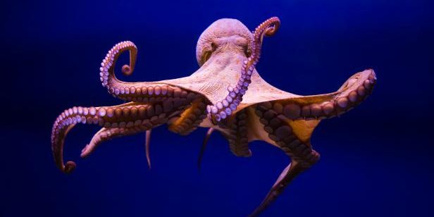 Octopus