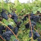 grapevine